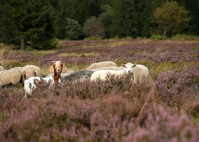 Attractive In شقة Diemelsee